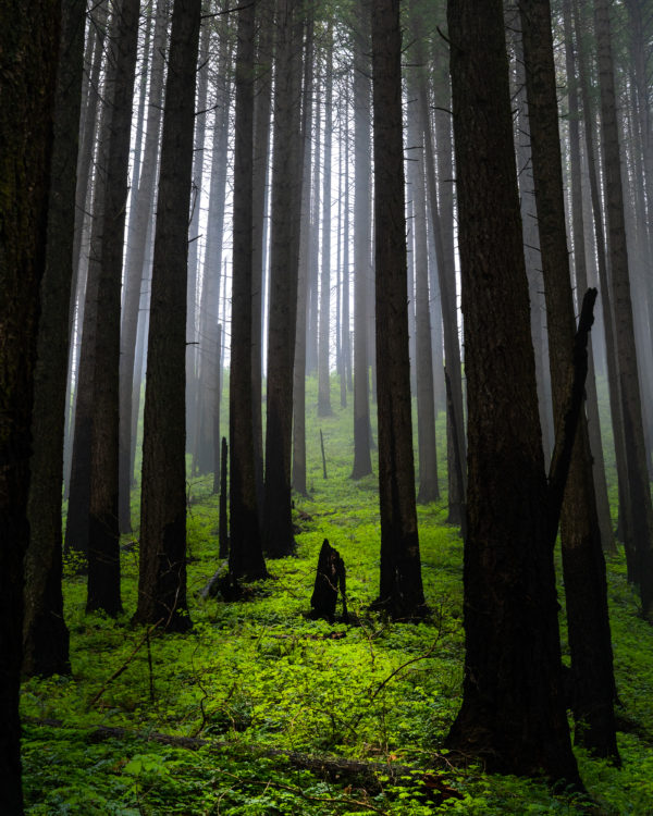 Path of Light