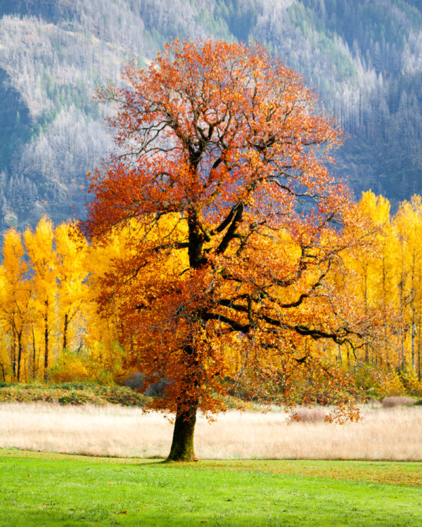 Red Yellow Green